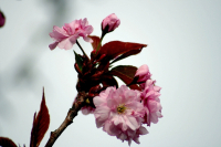 Frühlingsblütenhonig